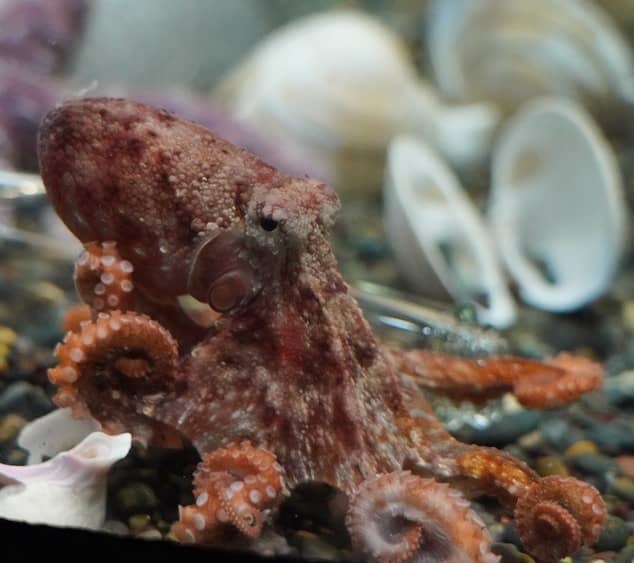 Aquarium of the Bay_San Fracisco_California_RedOctopus_634x563
