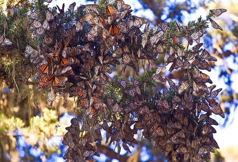 Monarch-butterflies-pacific-grove