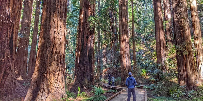 Muir Woods-North Bay-April-credit @muirwoodsnps-feature-800x400