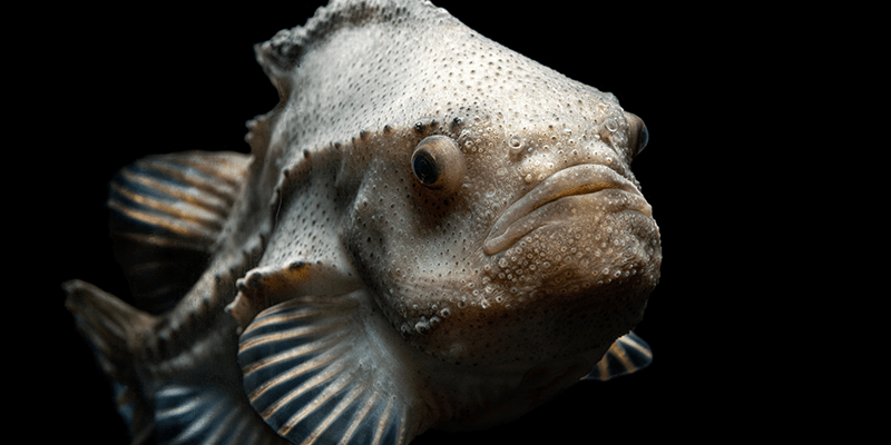 Monterey_Aquarium-feature-Lumpfish in _Into the Deep-800x400_