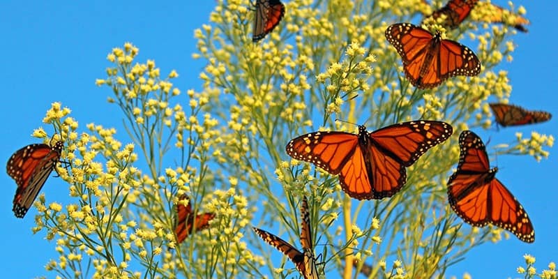 Butterfly Days-Do-MP-Oct22-Credit @ButterflyDaysPG-feature-800x400