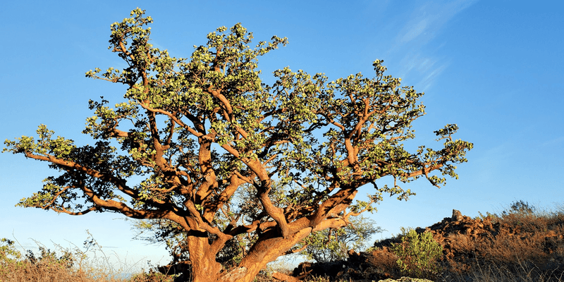 waikoloa dry forest_big island volunteer_feature image_800x400