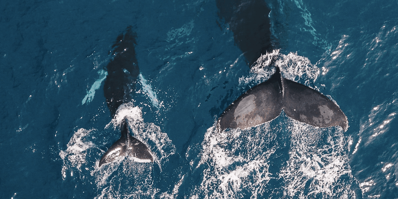 Humpack Whales-Hawaii-Whale Glossary-credit Guille Pozzi:Unsplash-feature-800x400