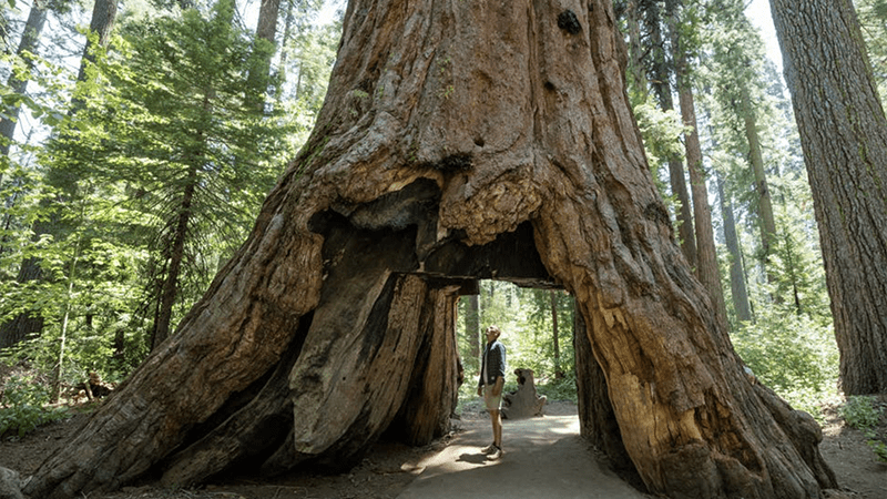 California-hiking-redwood-national-forest-conner anderson-800