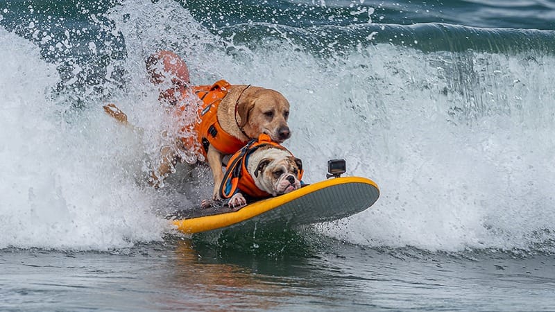 world dog surfing championships-South Bay-August-Best Things to Do-credit World Dog Surfing Championships Facebook-feature-800x450