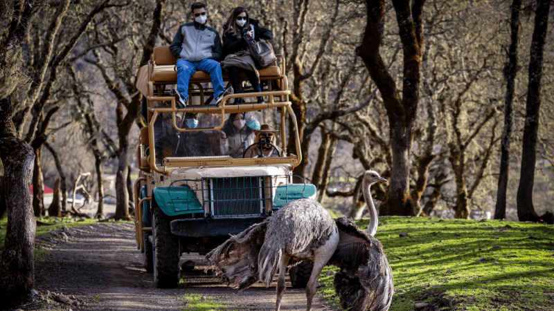 Safari West-Sonoma Things To Do-800x450-credit Will Bucquoy