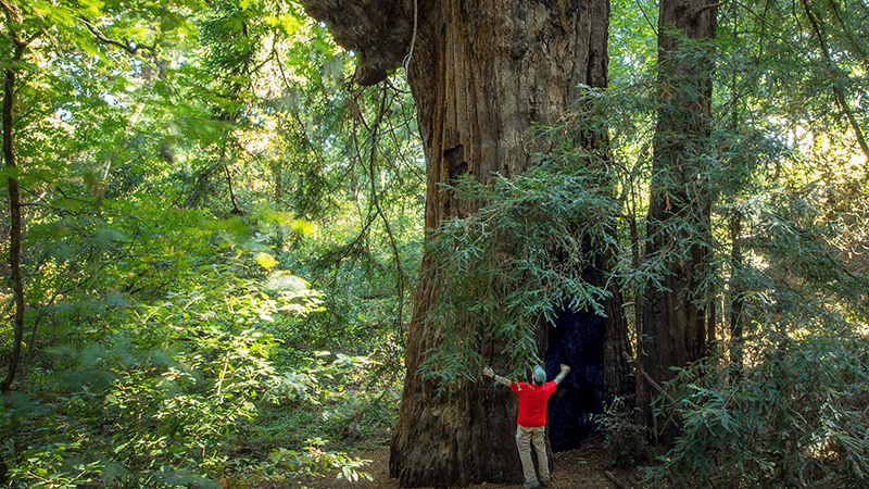 Redwood Tree Experience-Wine Country-Things to Do-June-credit Jack London State Historic Park-800x450