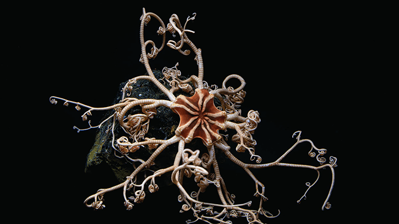 MOnterey-Aquarium-Basket sea star in _Into the Deep_800x450