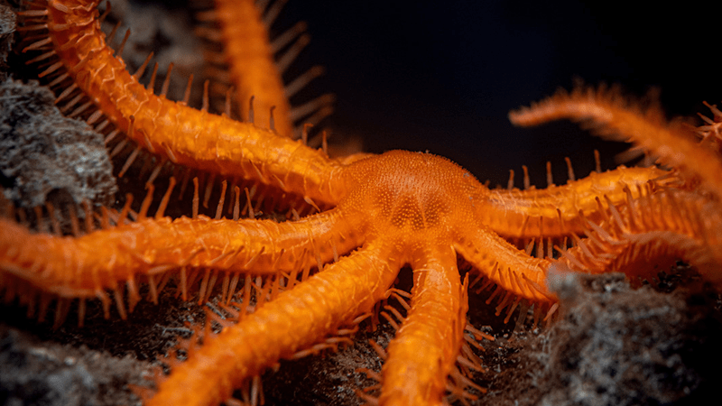 Monterey-Aquarium-A brisingid sea star in _Into the Deep-800x450_