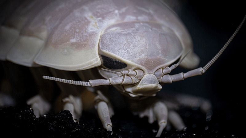 Monterey-aquarium-Touch a giant isopod in _Into the Deep-800x450_