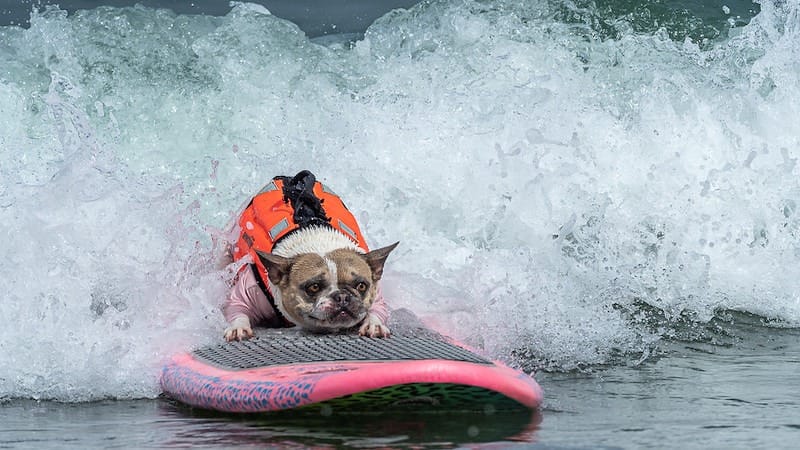 World Dog Surfing Championships-Bay Area-August-credit @worlddogsurfing-800x450