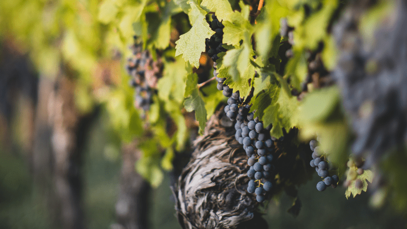Discovering Santa Cruz Wine Country - 800x450 - credit Jonathan Farber