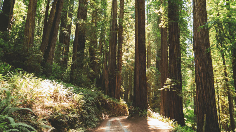 NorCal-Secret Coastal Spots-Redwood National Forest-Credit Dan Meyers-800x450