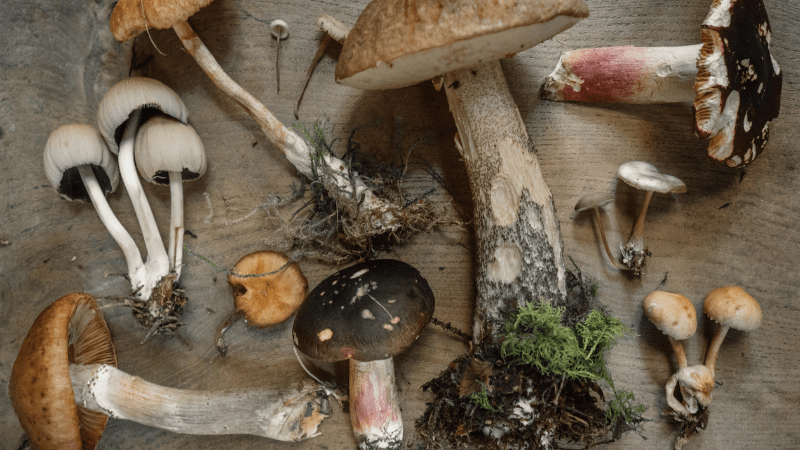 Foragers Festival-Monterey Peninsula-800x450-credit Andrew Ridley