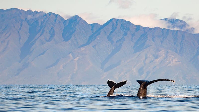 Pacific Whale Foundation-Do-Maui-Volunteer-credit Pacific Whale Foundation Facebook-800x450