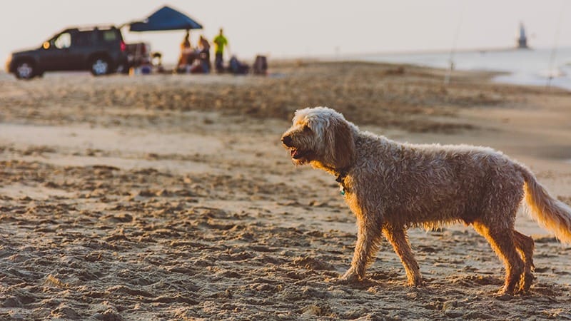 Best-NOrthern-California-dog-friendly-beaches-johnell-pannell-R3WiQyH0Irc-unsplash-800