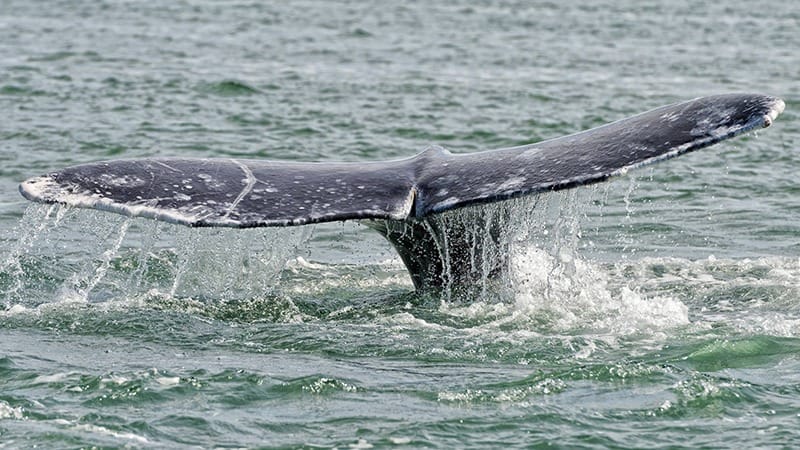 Sonoma Whale Watching-Sonoma-February-credit Sonoma County Regional Parks Facebook-feature-800x450