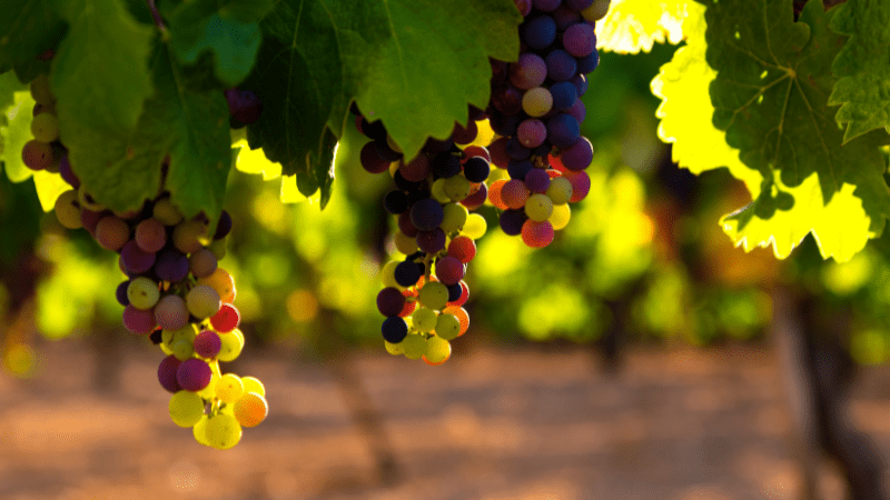 Discovering Santa Cruz Wine Country - 800x450 - credit Jose Alfonso