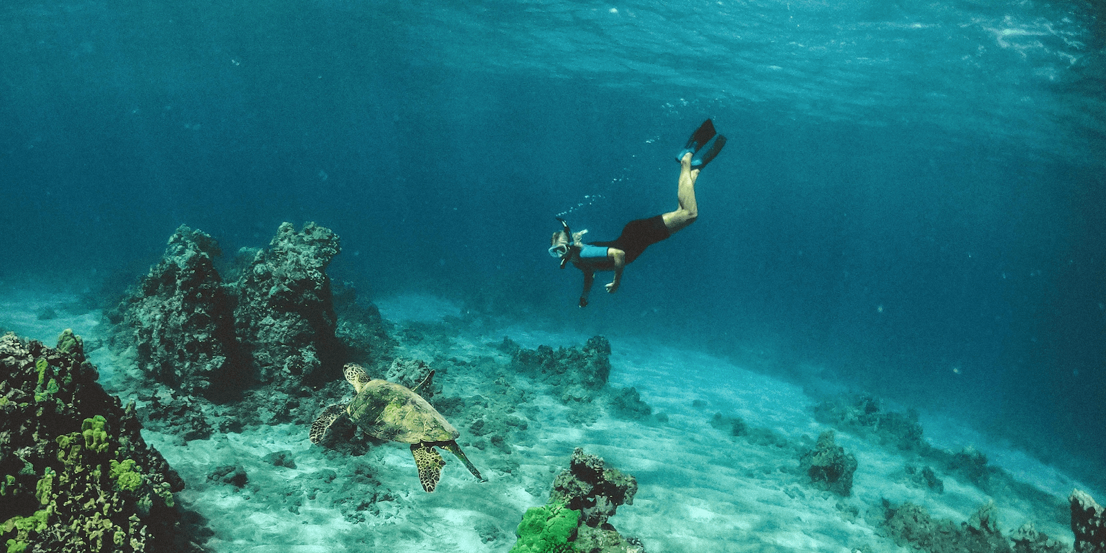 The Best Places to go Snorkeling in Maui Local Getaways Hawaii